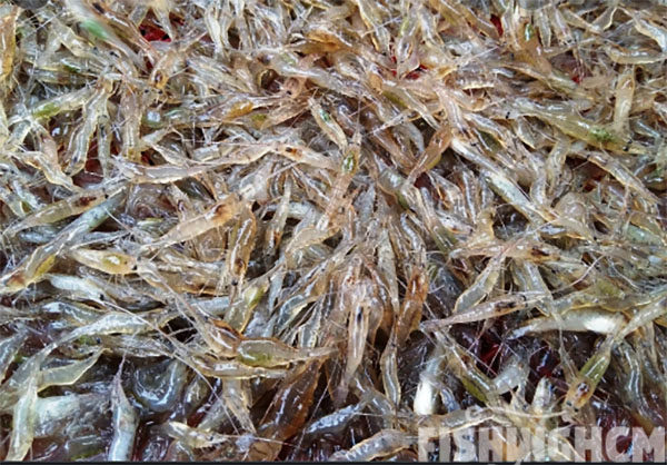 Fish Chot Top những bài mồi chinh phục cá CHỐT hiệu quả cao