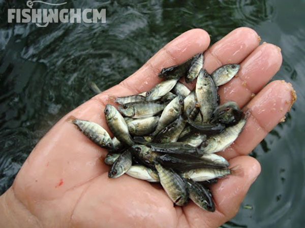 Fish Chot Top những bài mồi chinh phục cá CHỐT hiệu quả cao