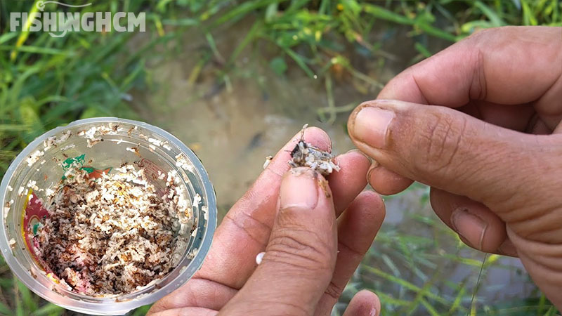 Fish Chot Top những bài mồi chinh phục cá CHỐT hiệu quả cao