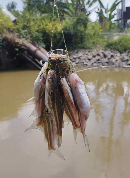 Fish Chot Mồi câu mê hoặc cá chốt độc nhất vô nhị